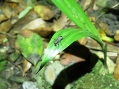 Cylindera kaleea angulimaculata