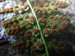 Asplenium foreziense