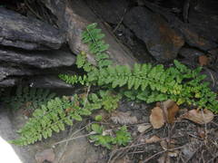 Asplenium foreziense