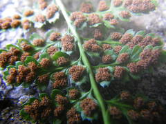 Asplenium foreziense