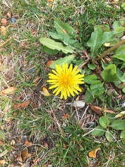 Taraxacum officinale