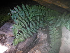 Asplenium foreziense