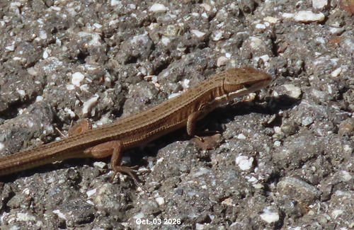 Mountain Grass Lizard