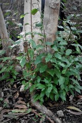 Schizomeria ovata