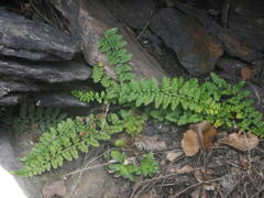Asplenium foreziense