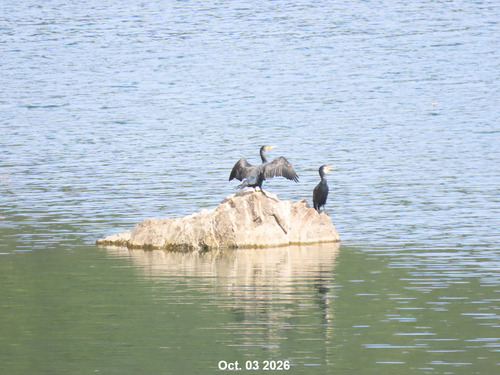 Great Cormorant
