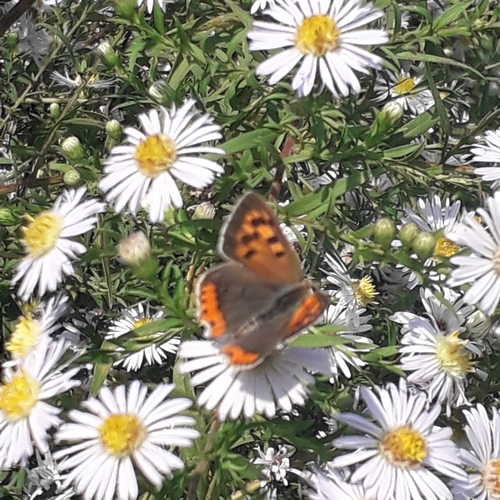 Small Copper