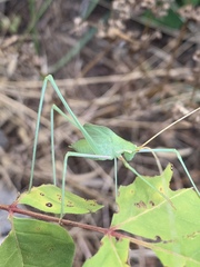 Acrometopa syriaca