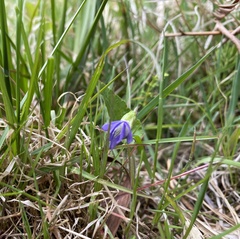 Viola novae-angliae