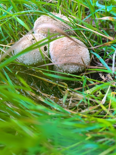 common puffball