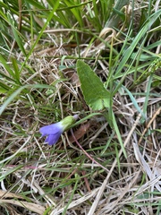 Viola novae-angliae