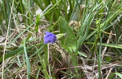 Viola novae-angliae