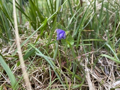 Viola novae-angliae