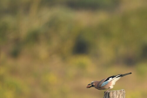 Eurasian Jay