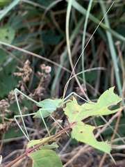 Acrometopa syriaca