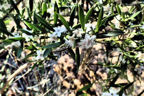 Myoporum montanum observed 2026-09-26