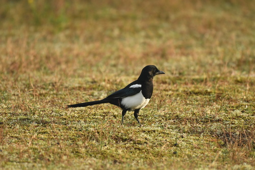 Eurasian Magpie