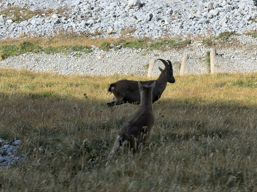 Alpine Ibex