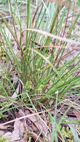 Carex breviculmis observed 2026-10-03