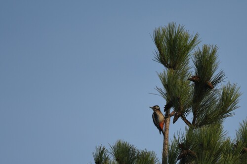 Great Spotted Woodpecker