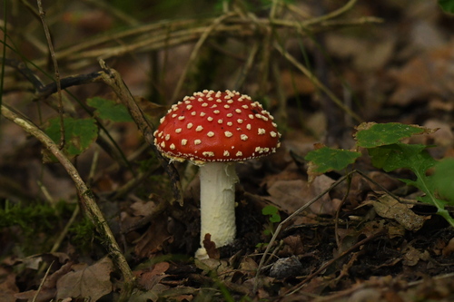Fly Agaric