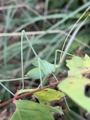Acrometopa syriaca