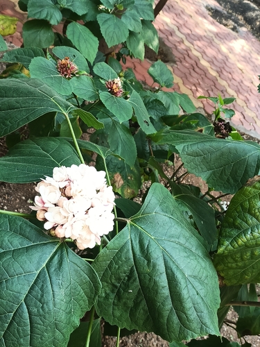Clerodendrum chinense observed 2026-10-03