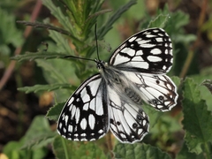 Melanargia ines