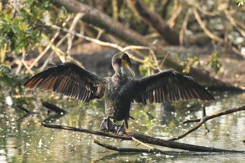 Great Cormorant
