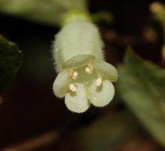 Fieldia australis