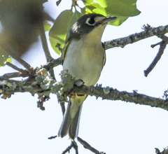 Vireo atricapilla