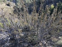 Fremontodendron