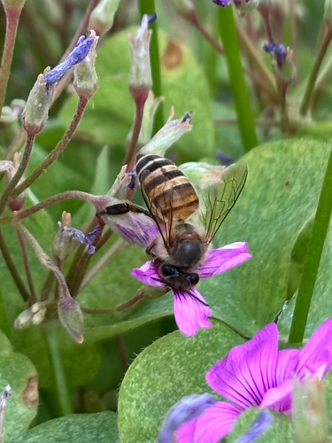 Asian Honey Bee