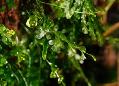 Hymenophyllum cupressiforme