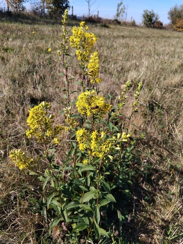 European goldenrod
