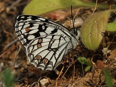 Melanargia ines