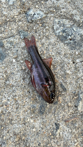 Ostorhinchus cookii observed 2026-10-03