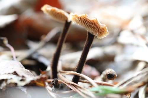 Earpick Fungus