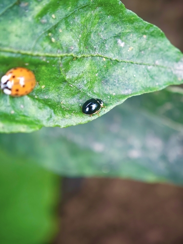 Turtle Vein Lady Beetle