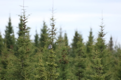 Perisoreus canadensis image