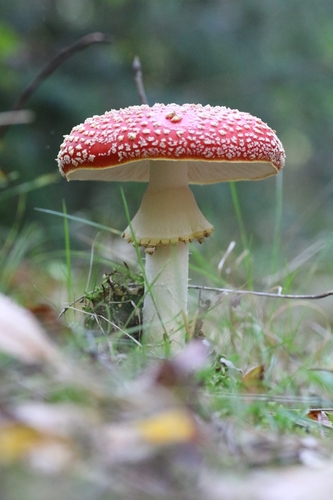 Fly Agaric