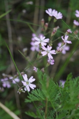 Silene linnaeana