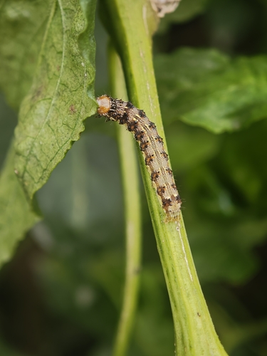 Cotton Bollworm Moth