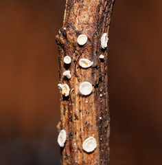 Lachnum lachnoderma
