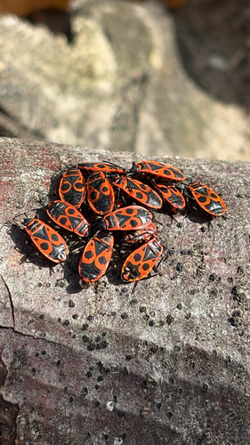 European Firebug