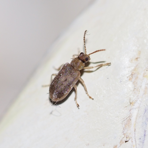 Monoxia obesula