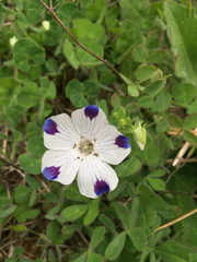 Nemophila maculata