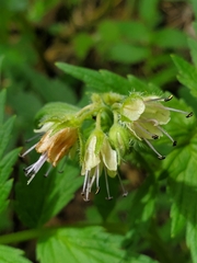 Hydrophyllum fendleri