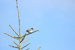 Junco hyemalis image