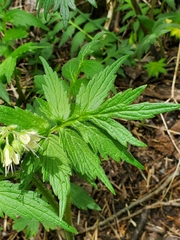 Hydrophyllum fendleri